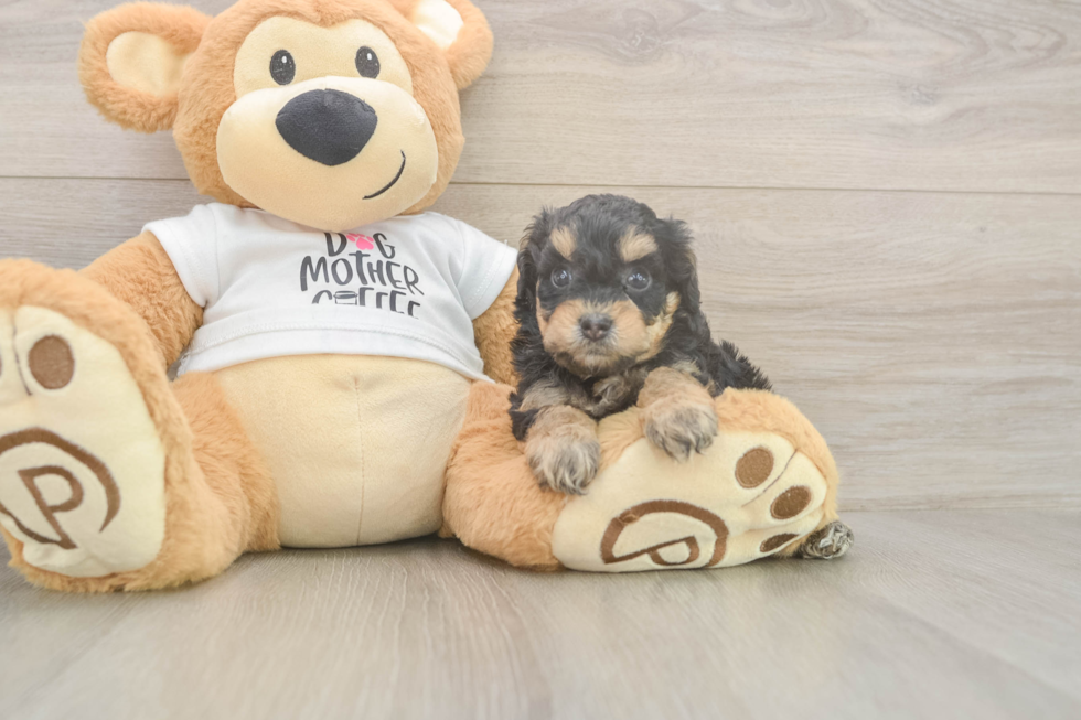 Happy Cockapoo Baby