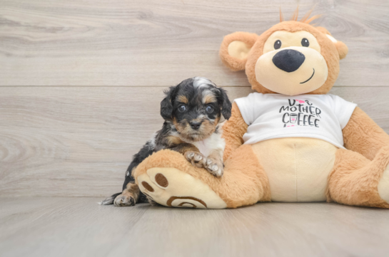 Best Cockapoo Baby