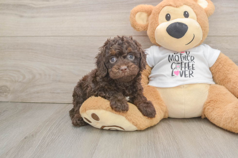 7 week old Cockapoo Puppy For Sale - Fairfield Furbabies
