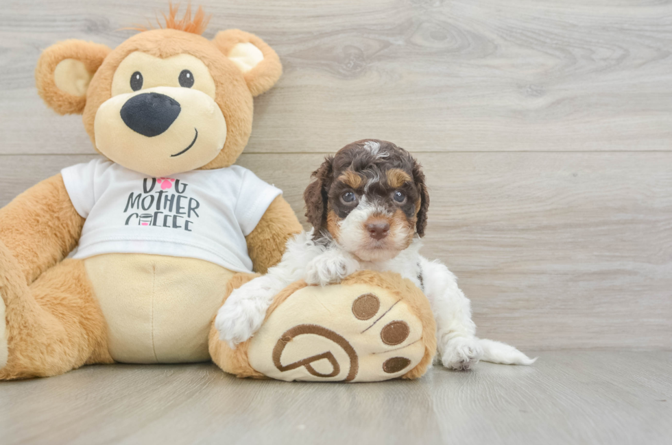 6 week old Cockapoo Puppy For Sale - Fairfield Furbabies