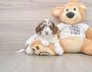 7 week old Cockapoo Puppy For Sale - Fairfield Furbabies
