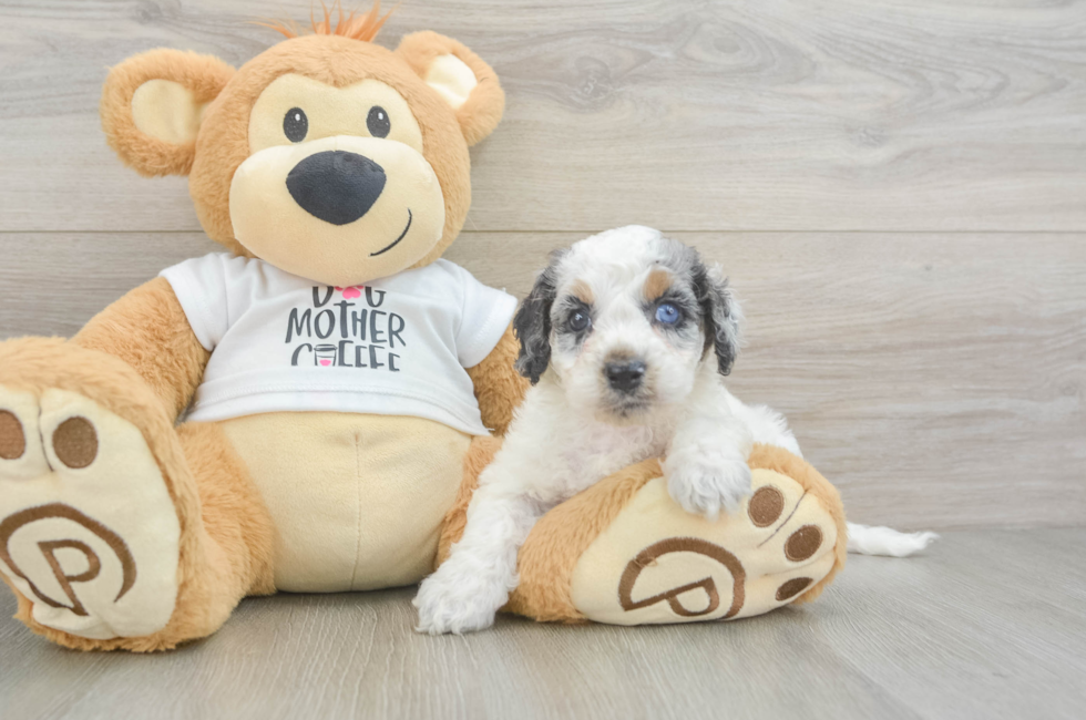6 week old Cockapoo Puppy For Sale - Fairfield Furbabies