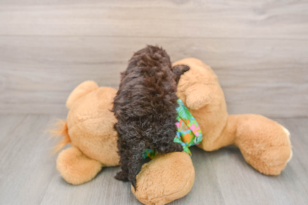 Energetic Cocker Doodle Poodle Mix Puppy