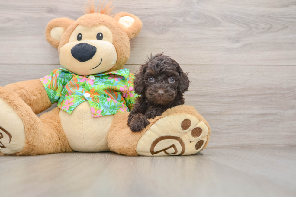 Cockapoo Pup Being Cute