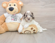 7 week old Cockapoo Puppy For Sale - Fairfield Furbabies