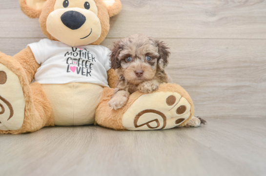KALIDA, a Cockapoo littermate