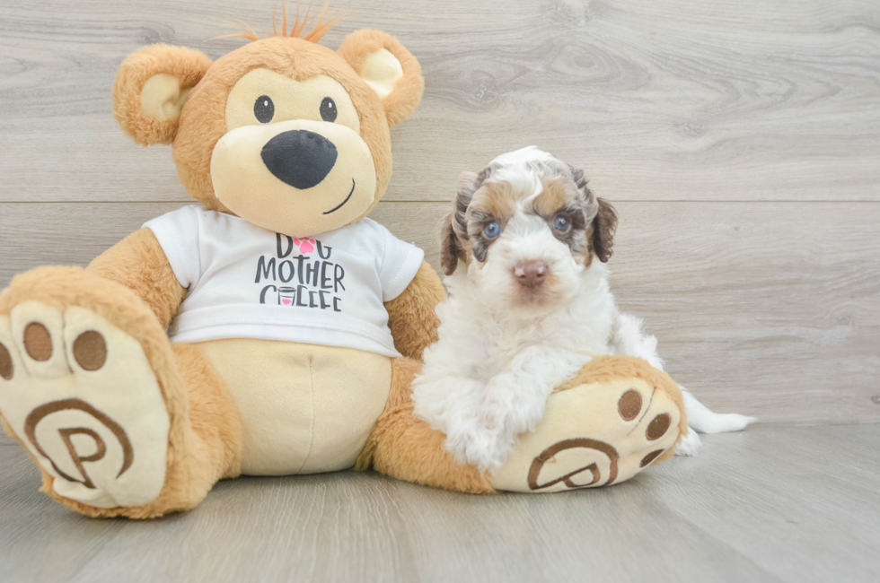 6 week old Cockapoo Puppy For Sale - Fairfield Furbabies