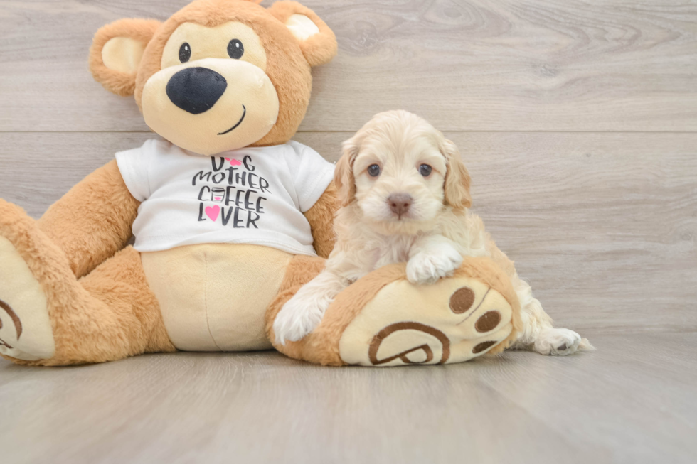 Cockapoo Puppy for Adoption