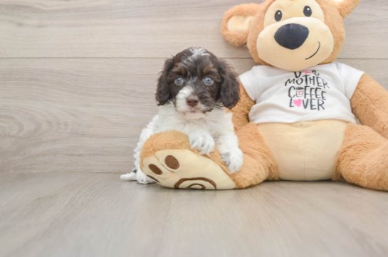 KASH, a Cockapoo littermate