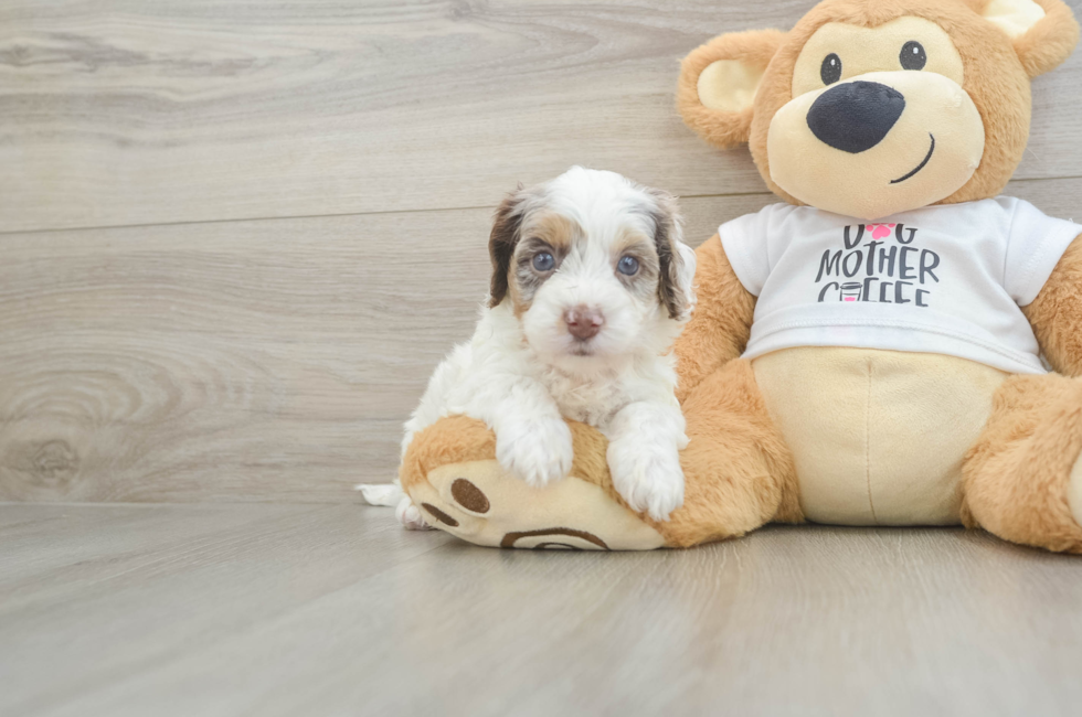 6 week old Cockapoo Puppy For Sale - Fairfield Furbabies