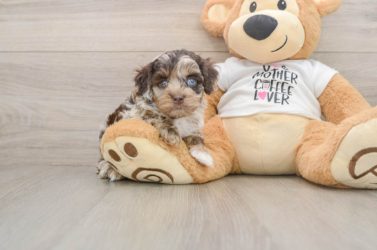 KASSIDY, a Cockapoo littermate