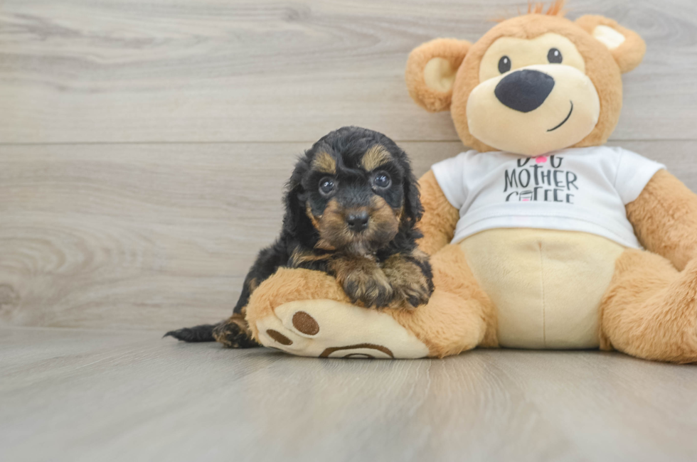 6 week old Cockapoo Puppy For Sale - Fairfield Furbabies