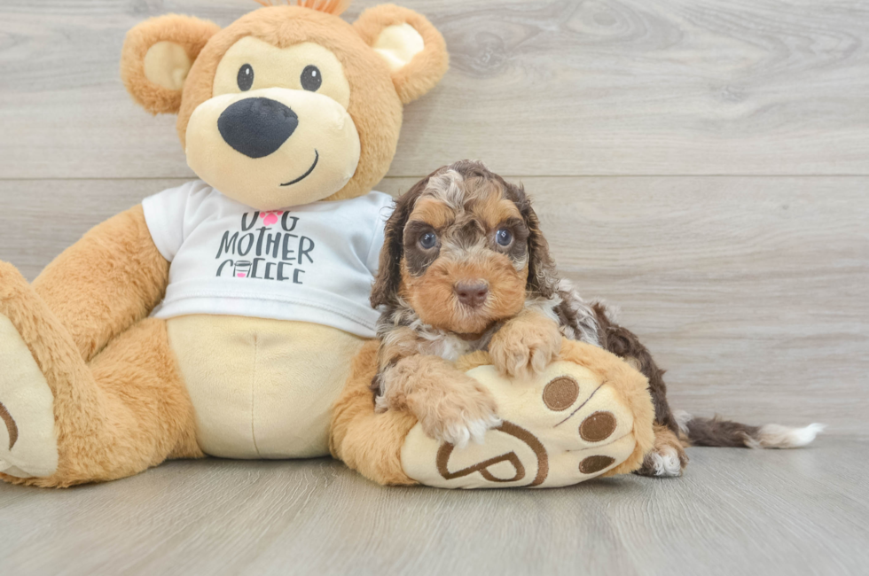 6 week old Cockapoo Puppy For Sale - Fairfield Furbabies