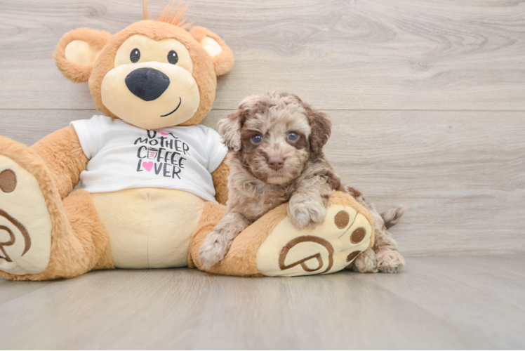 Best Cockapoo Baby