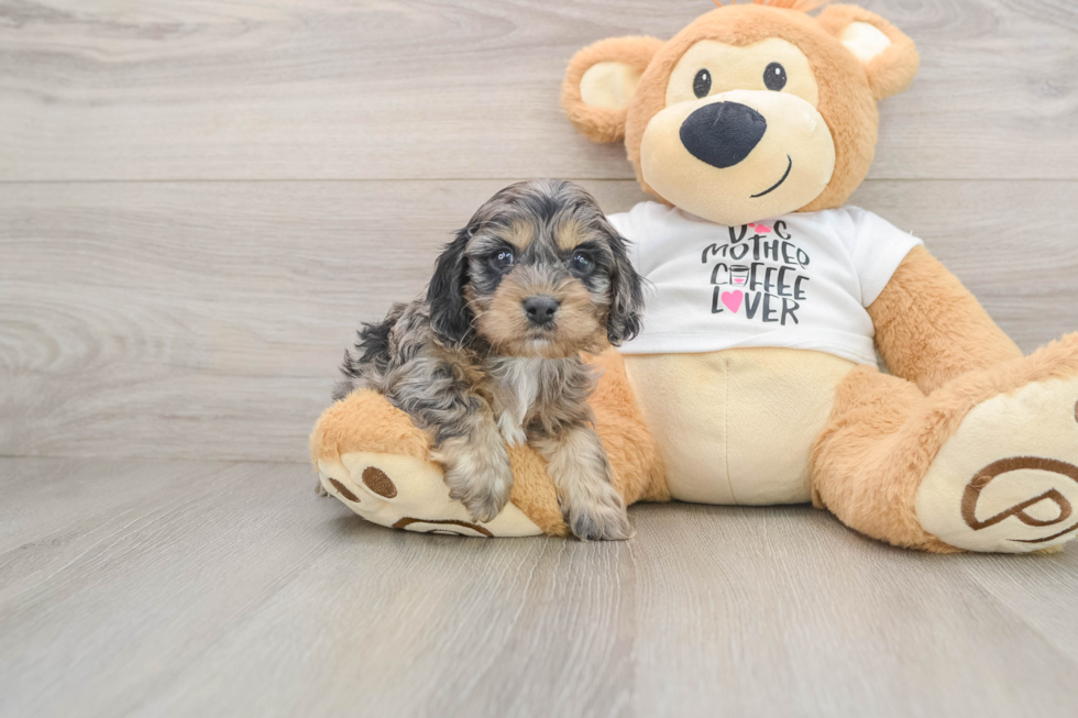 Cockapoo Puppy for Adoption