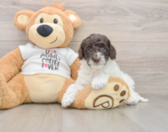 7 week old Cockapoo Puppy For Sale - Fairfield Furbabies