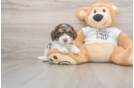 Popular Cockapoo Poodle Mix Pup