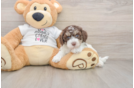 Energetic Cocker Doodle Poodle Mix Puppy