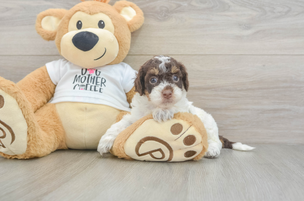6 week old Cockapoo Puppy For Sale - Fairfield Furbabies