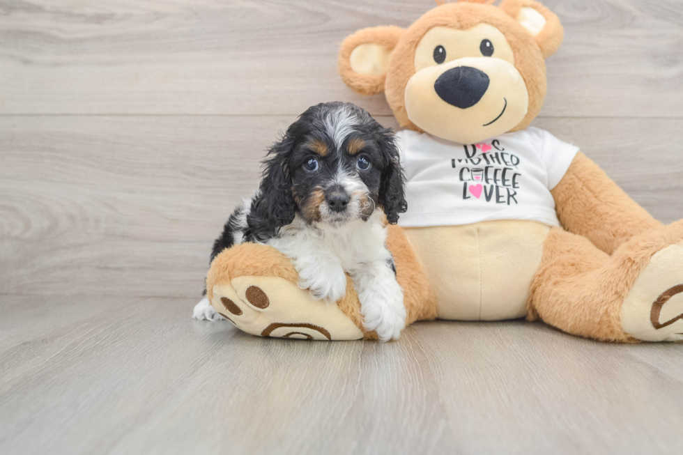 Cockapoo Pup Being Cute