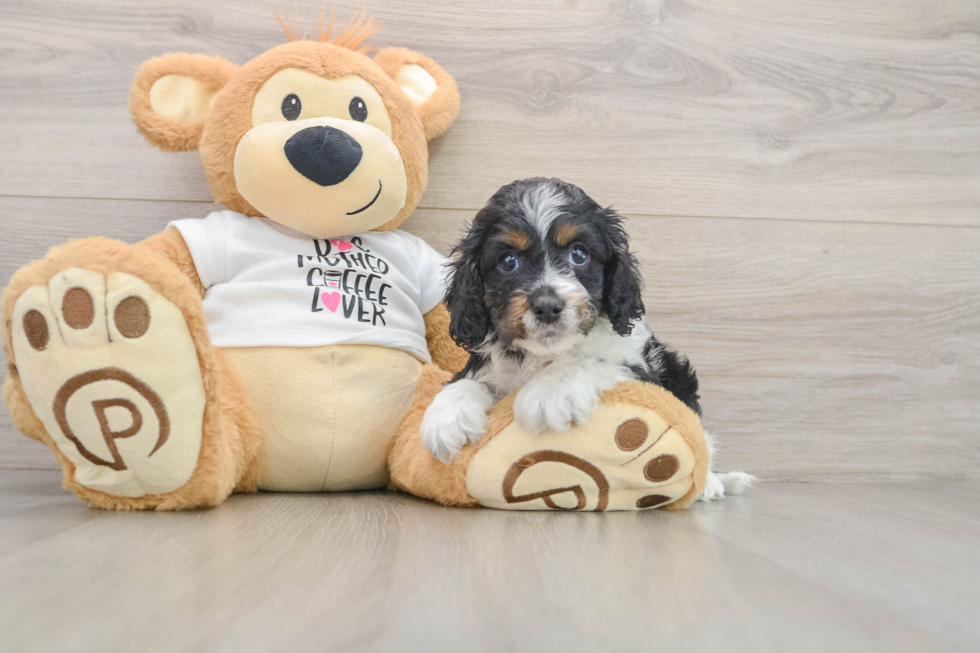 Cockapoo Puppy for Adoption