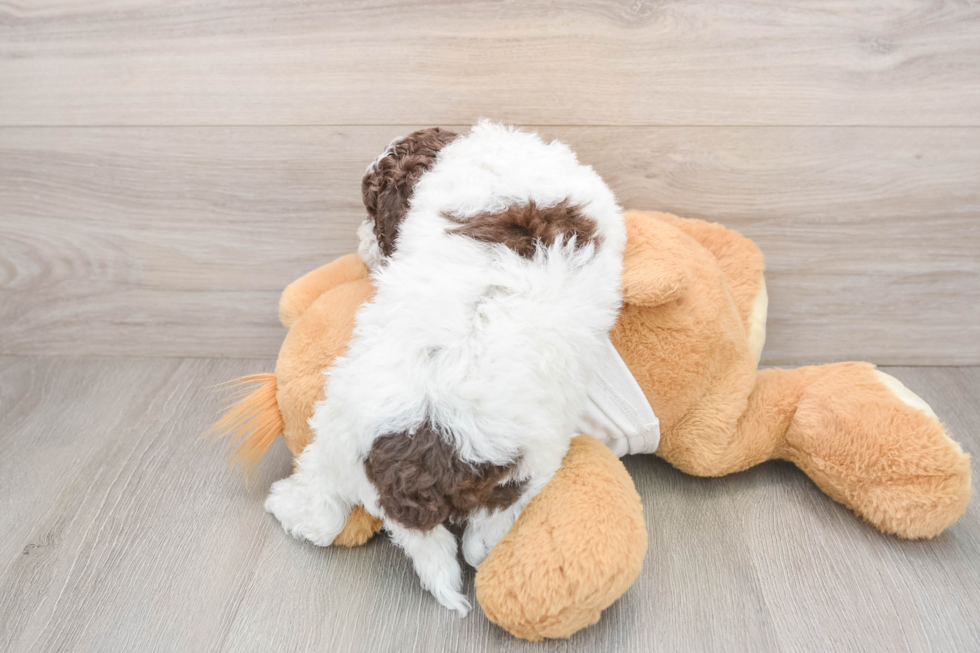 Little Cocker Doodle Poodle Mix Puppy