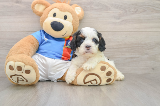 Adorable Cocker Doodle Poodle Mix Puppy