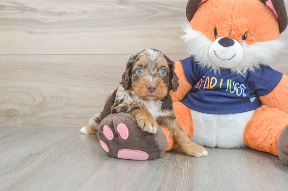 5 week old Cockapoo Puppy For Sale - Fairfield Furbabies