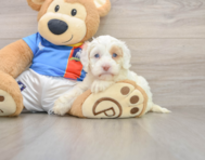 5 week old Cockapoo Puppy For Sale - Fairfield Furbabies