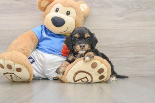 Small Cockapoo Baby