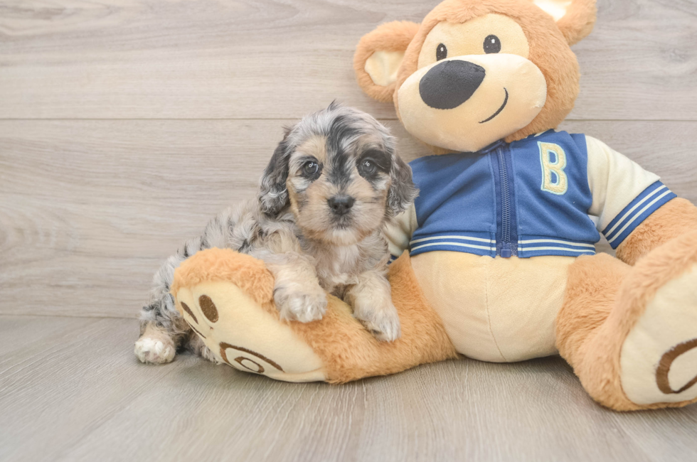 7 week old Cockapoo Puppy For Sale - Fairfield Furbabies