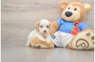 Cockapoo Puppy for Adoption