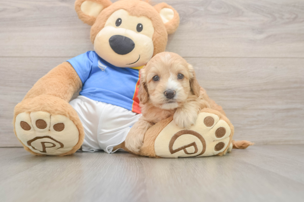 5 week old Cockapoo Puppy For Sale - Fairfield Furbabies