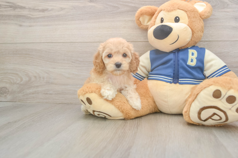 6 week old Cockapoo Puppy For Sale - Fairfield Furbabies