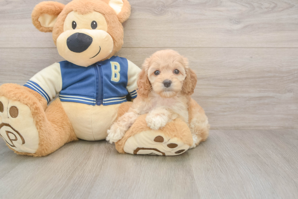 Cockapoo Puppy for Adoption