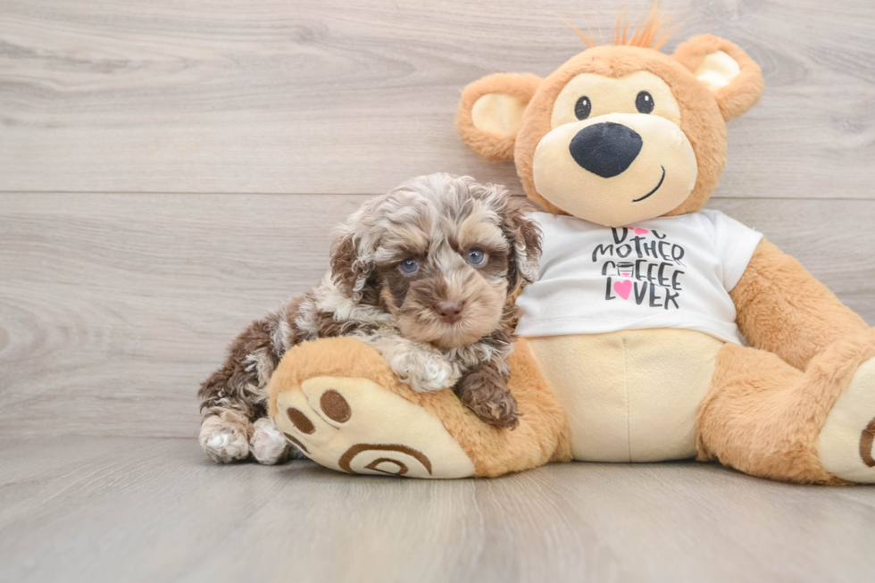 Cockapoo Pup Being Cute