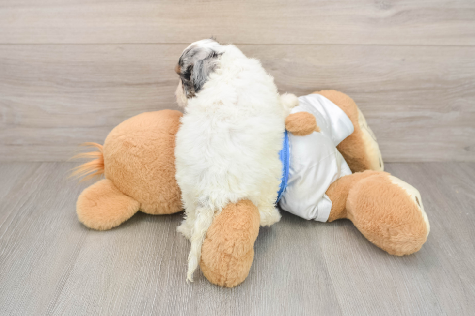 Best Cockapoo Baby