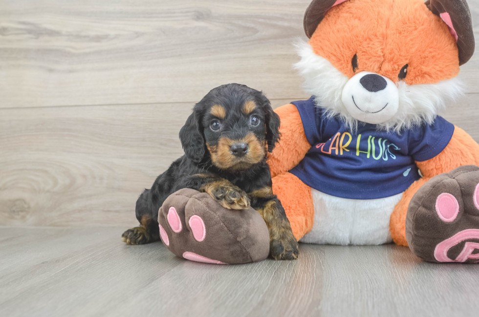 5 week old Cockapoo Puppy For Sale - Fairfield Furbabies