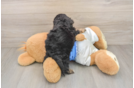 Cockapoo Puppy for Adoption