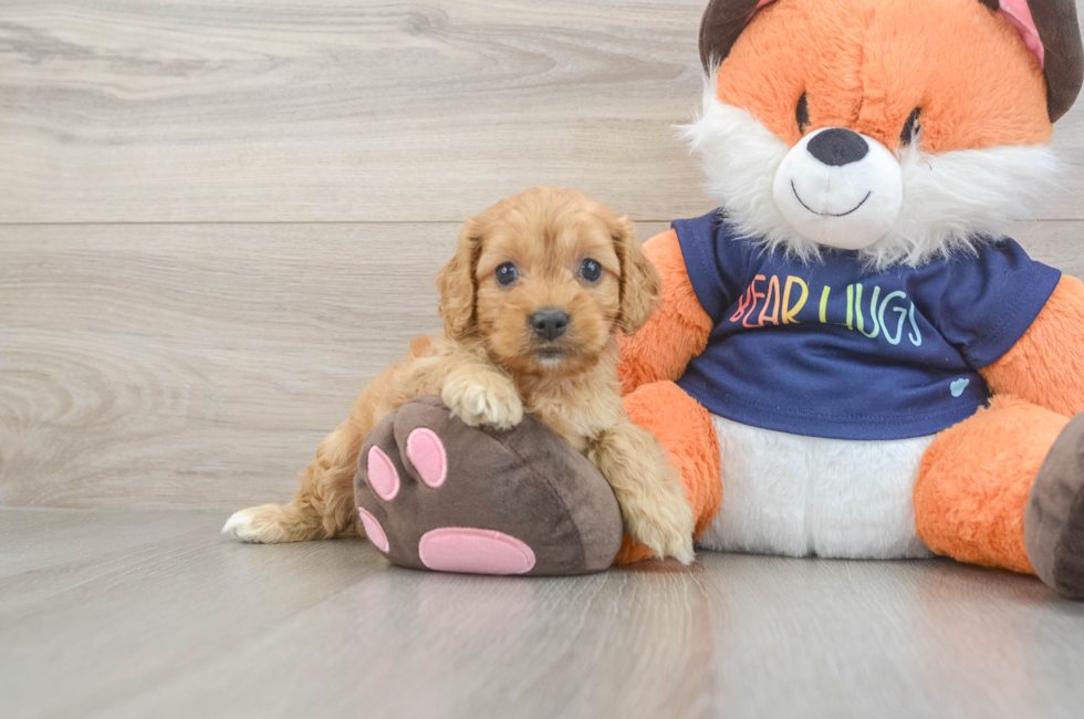 5 week old Cockapoo Puppy For Sale - Fairfield Furbabies