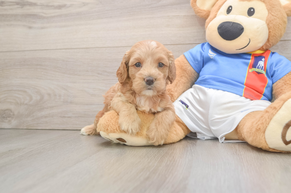 5 week old Cockapoo Puppy For Sale - Fairfield Furbabies
