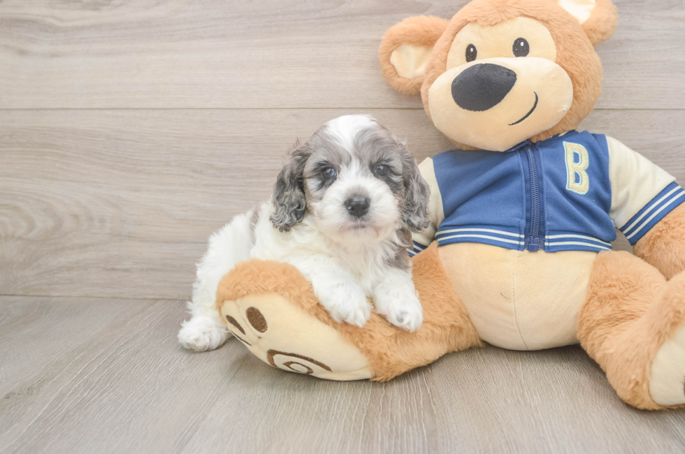 7 week old Cockapoo Puppy For Sale - Fairfield Furbabies