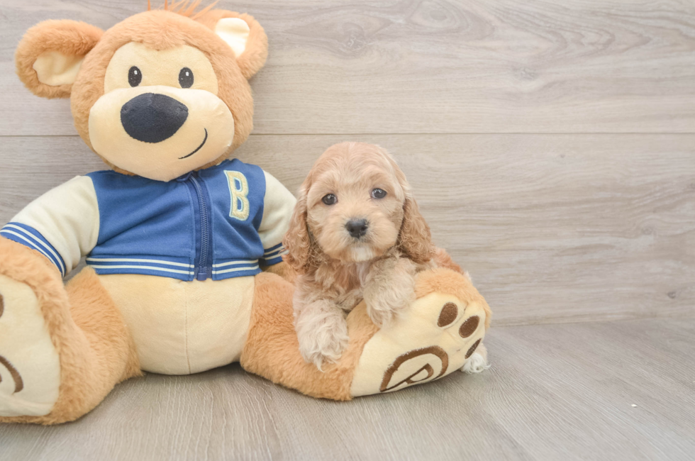 6 week old Cockapoo Puppy For Sale - Fairfield Furbabies