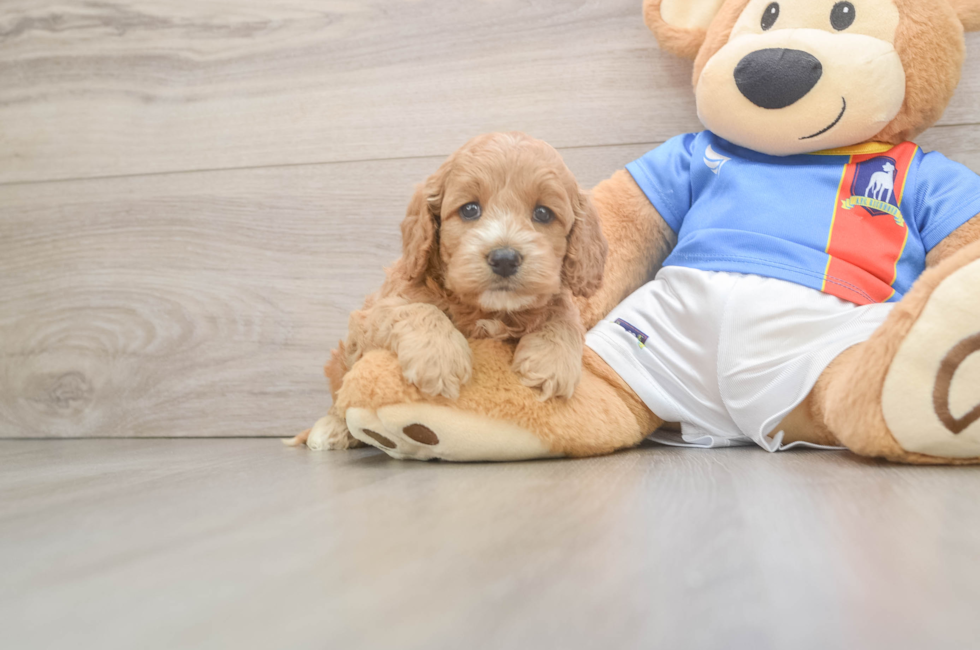 5 week old Cockapoo Puppy For Sale - Fairfield Furbabies