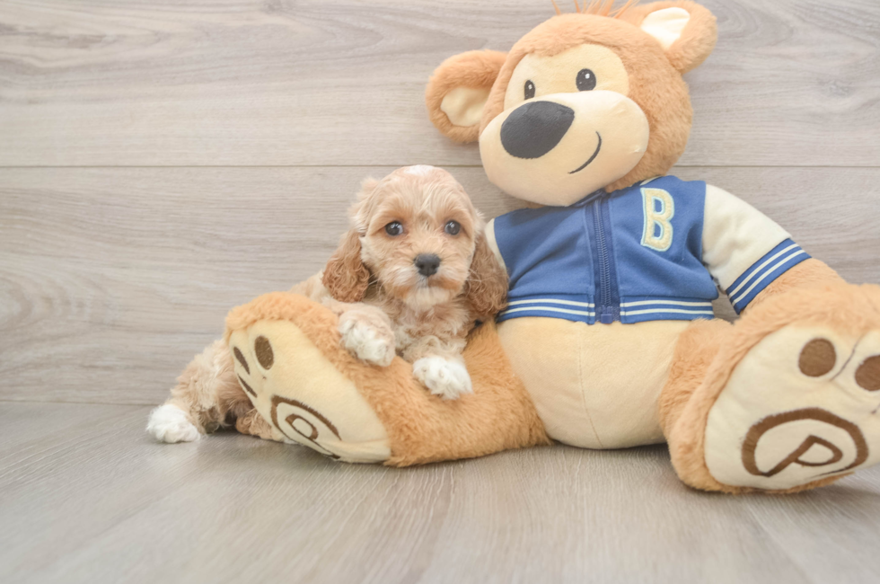 6 week old Cockapoo Puppy For Sale - Fairfield Furbabies