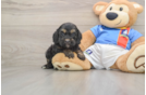 Best Cockapoo Baby