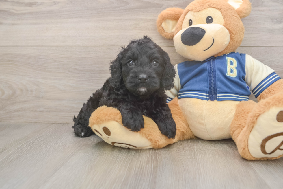 Cockapoo Puppy for Adoption