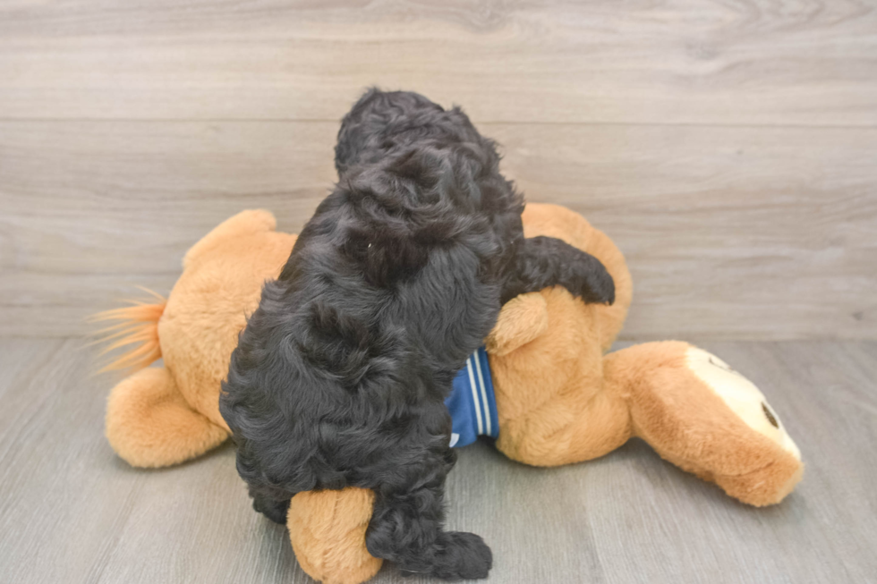 Cute Cockapoo Baby