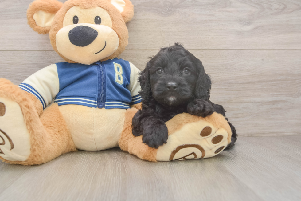 Cockapoo Puppy for Adoption