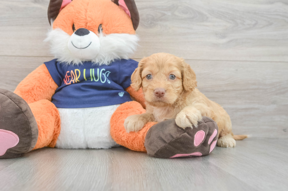 5 week old Cockapoo Puppy For Sale - Fairfield Furbabies